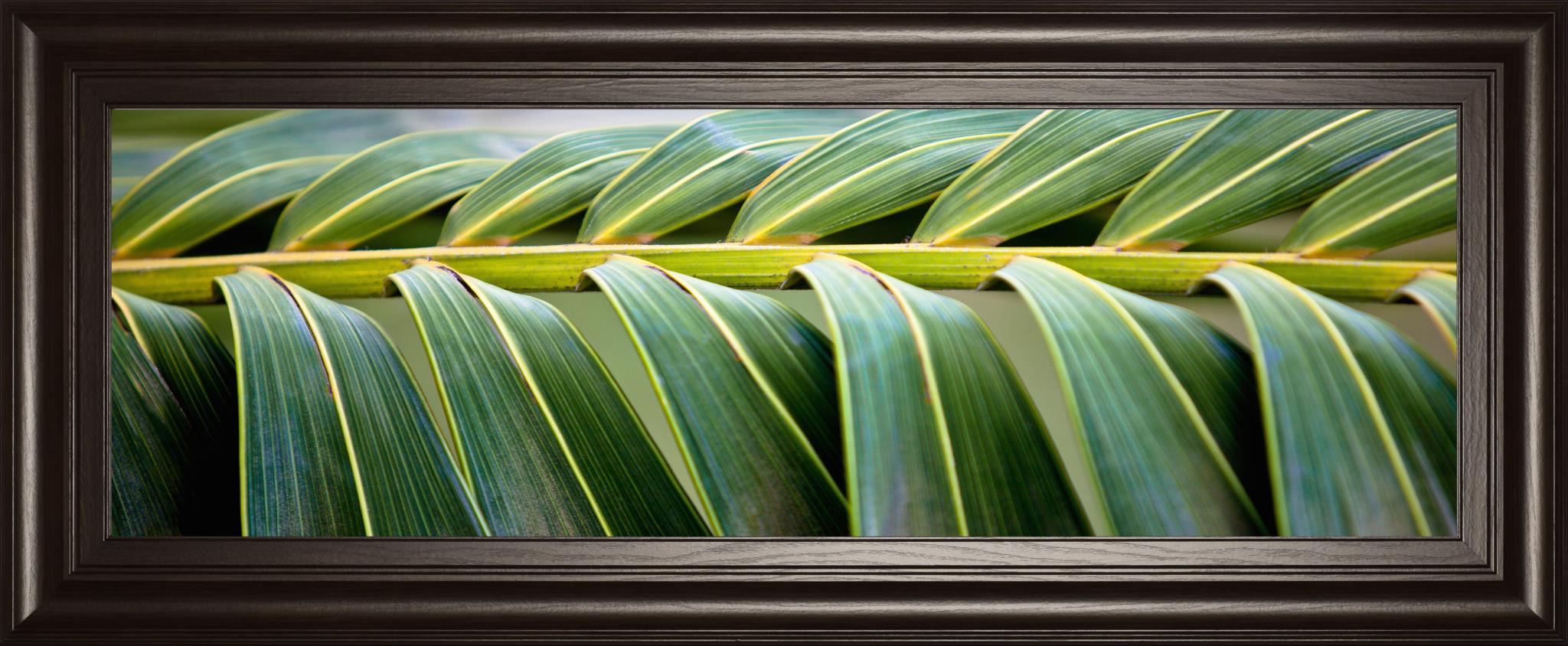 Palma I By Susan Bryant 18X42 Framed Print