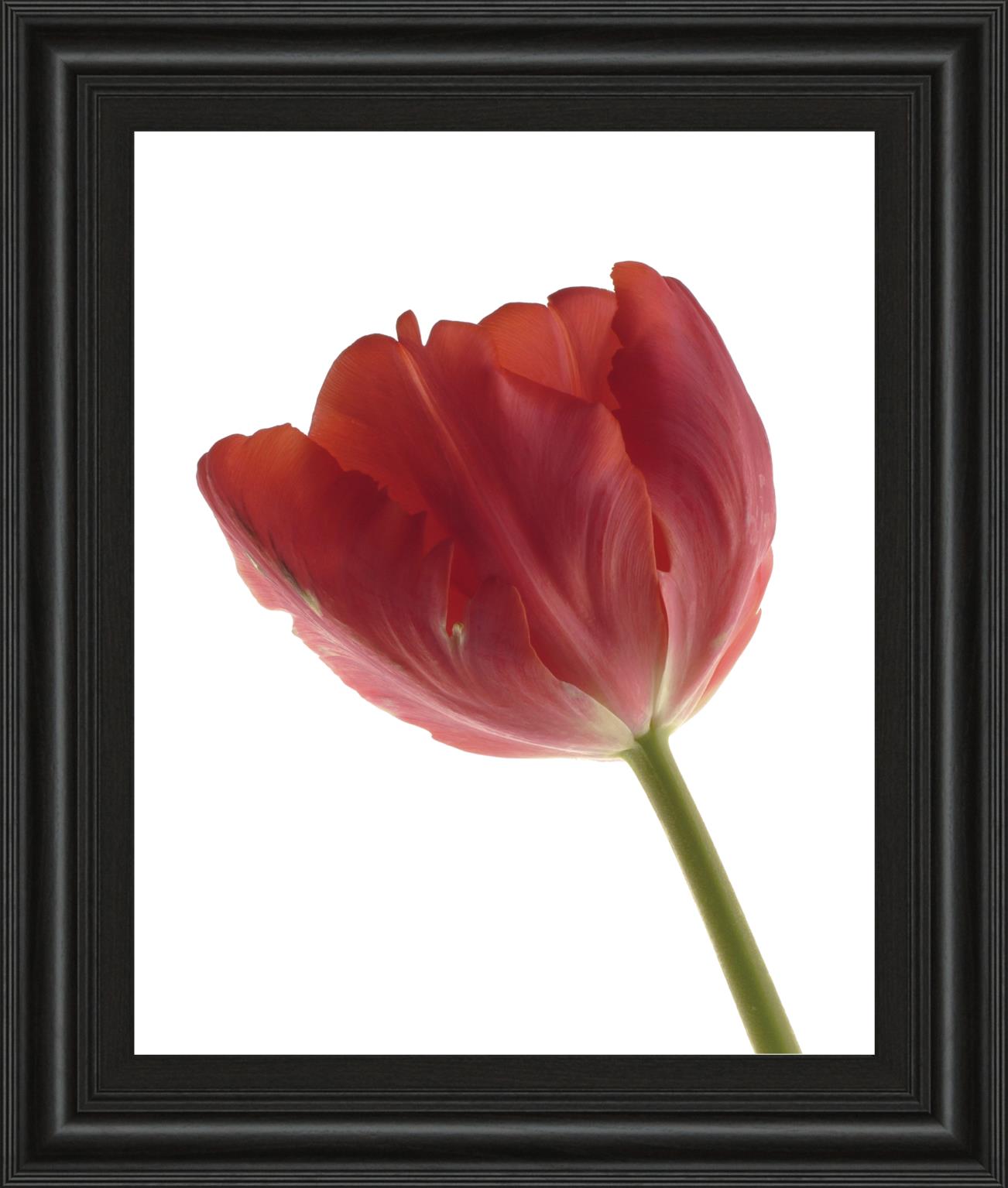 Red Tulip By Art Photo Pro 22X26 Framed Print