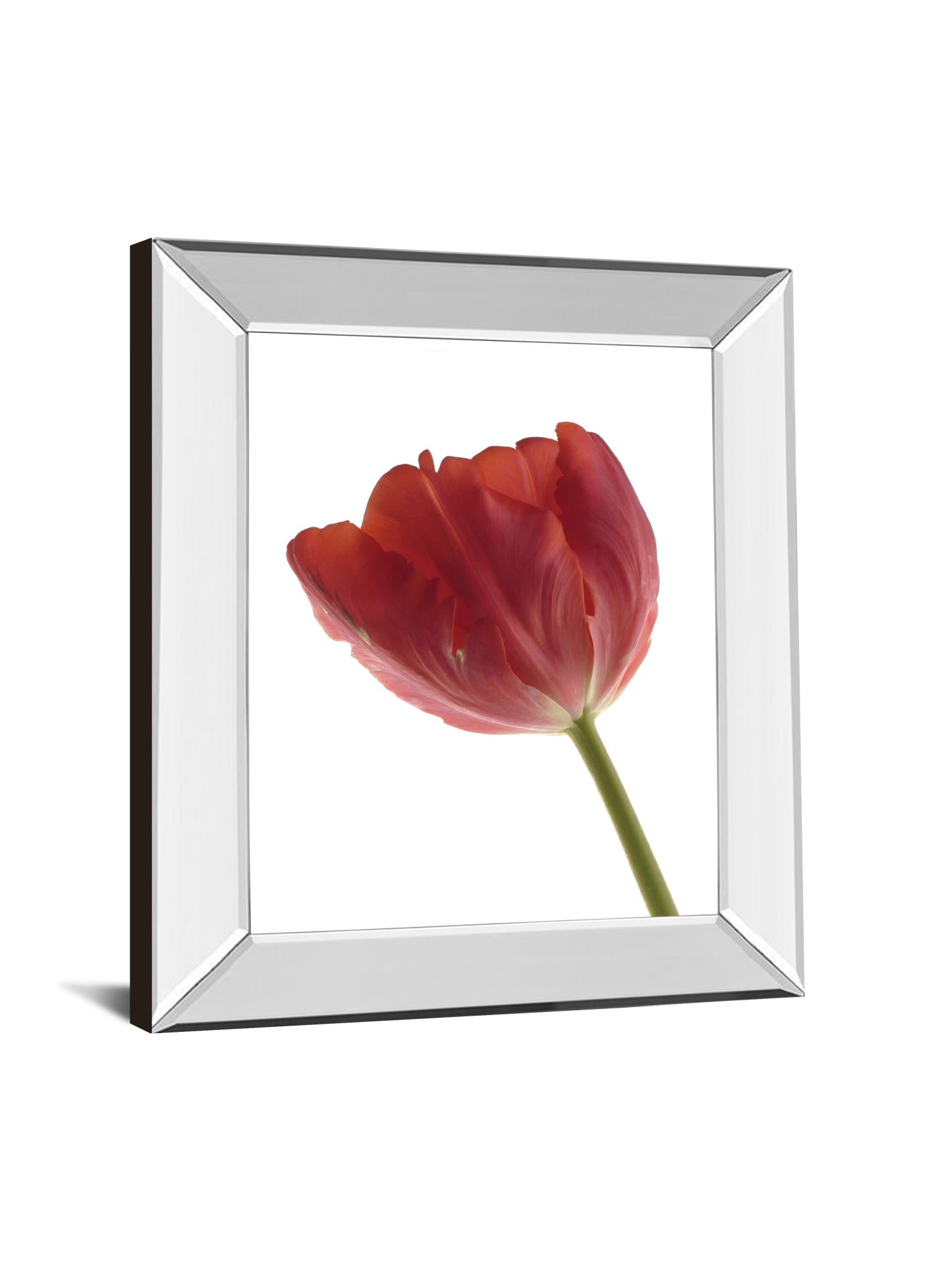 Mirrored Frame Red Tulip By Art Photo Pro 22X26 Mirror Frame Print