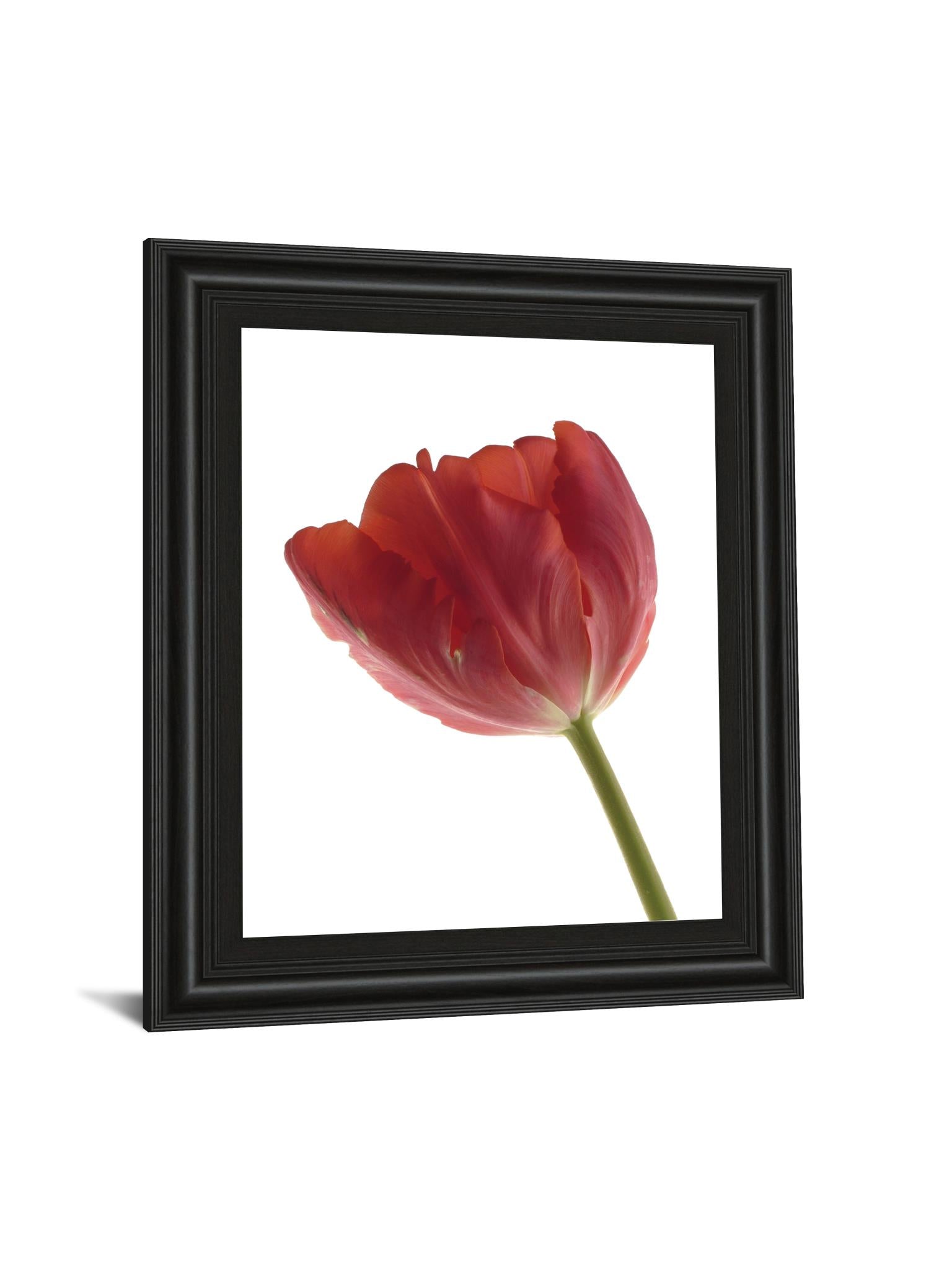 Red Tulip By Art Photo Pro 22X26 Framed Print
