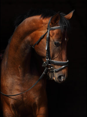 Horse On Black By Mikhail Kondrashov Giclee Canvas