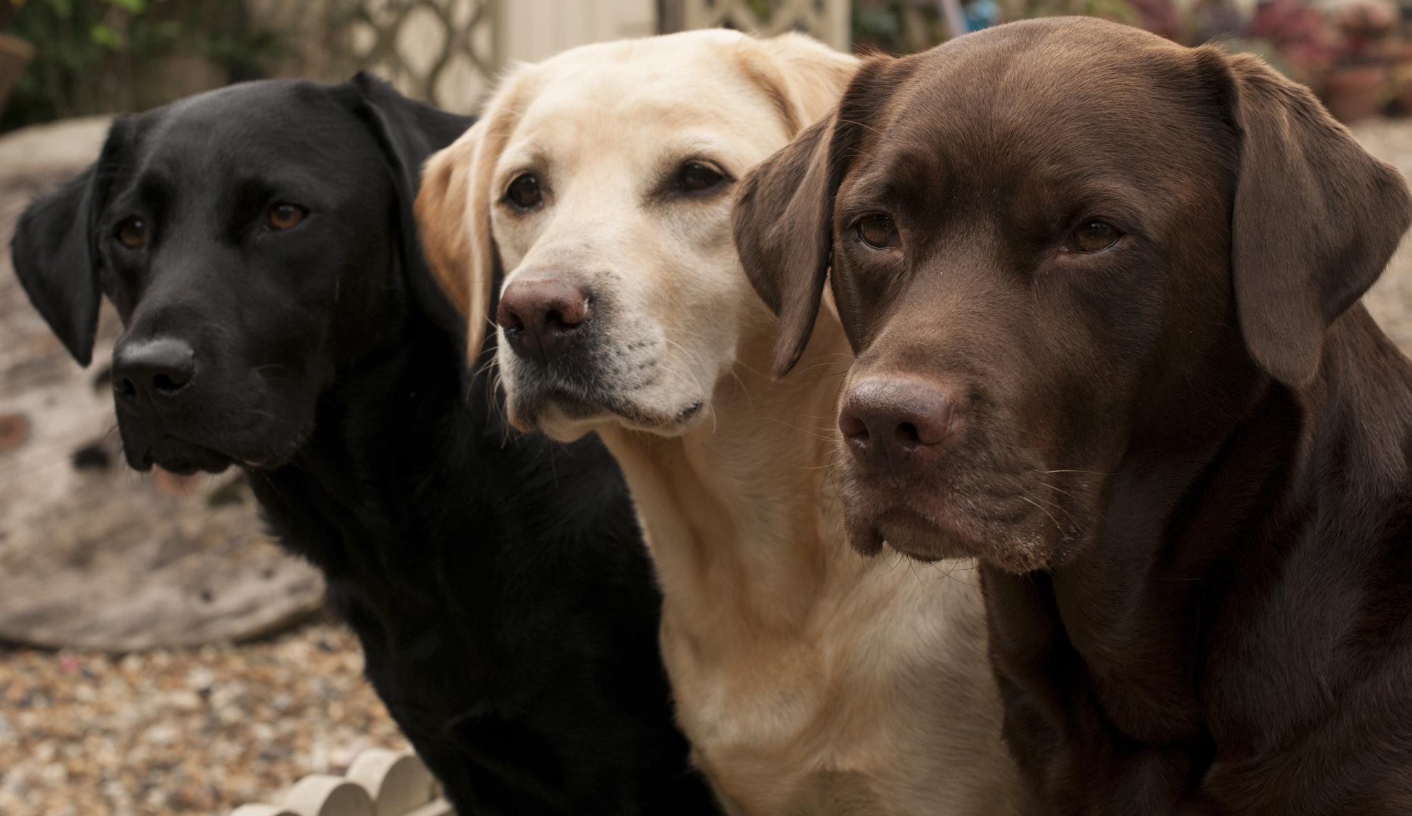 Three Shades Of Loyalty Giclee Canvas