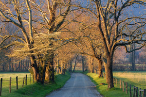 Sunset Path By Jimmy'Z Giclee Canvas