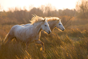 Two Horses Galloping By Jimmy'Z Giclee Canvas