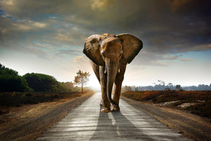 Marching Elephant Giclee Canvas