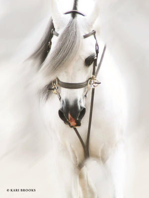Dream Horse By Kari Brooks Giclee Canvas