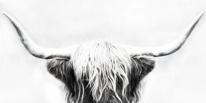 Longhorn By Danita Delimont Giclee Canvas