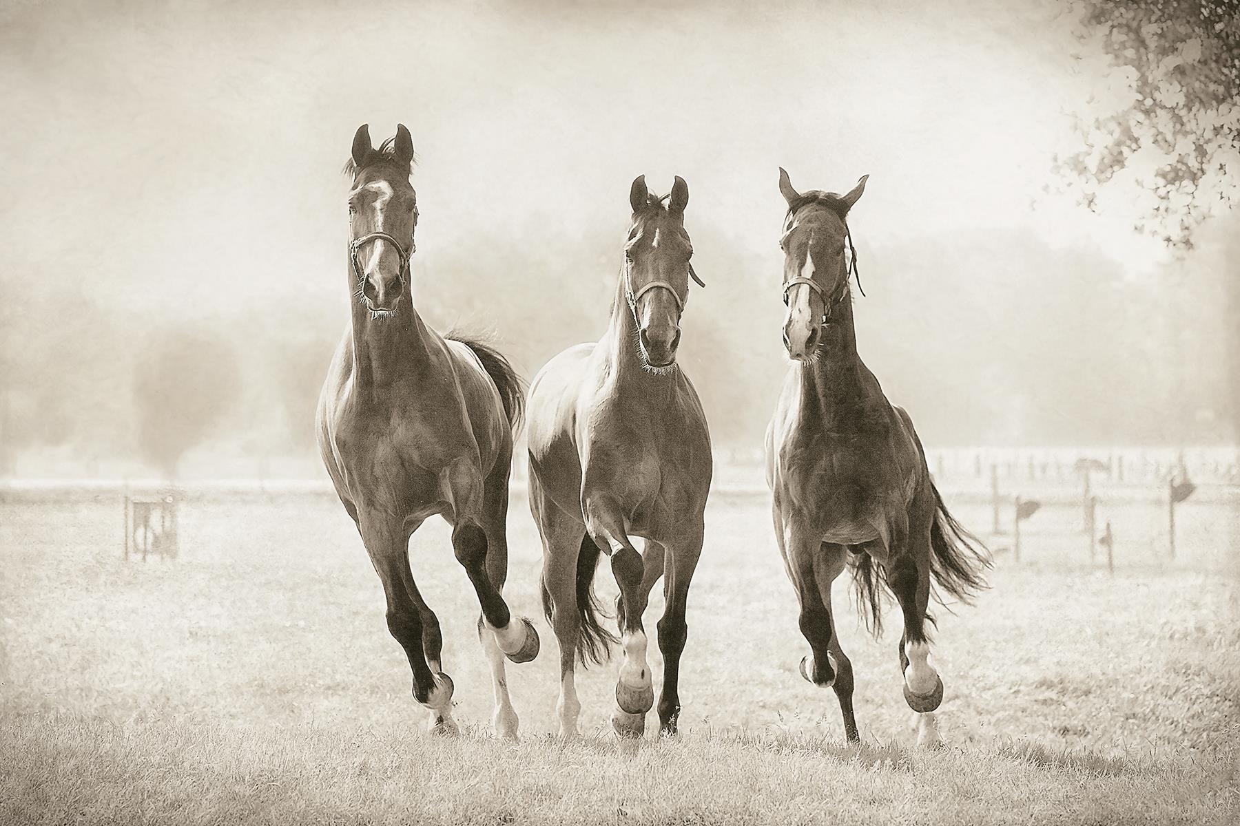 The Young Ones By Lars Van De Goor Giclee Canvas