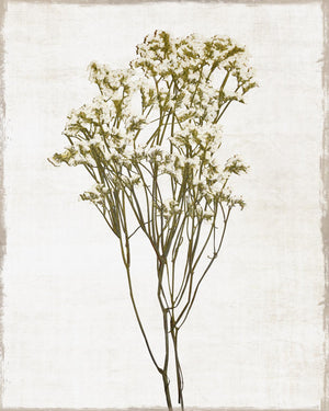 Farmhouse Pressed Flower Ii By Natalie Carpentieri Giclee Canvas