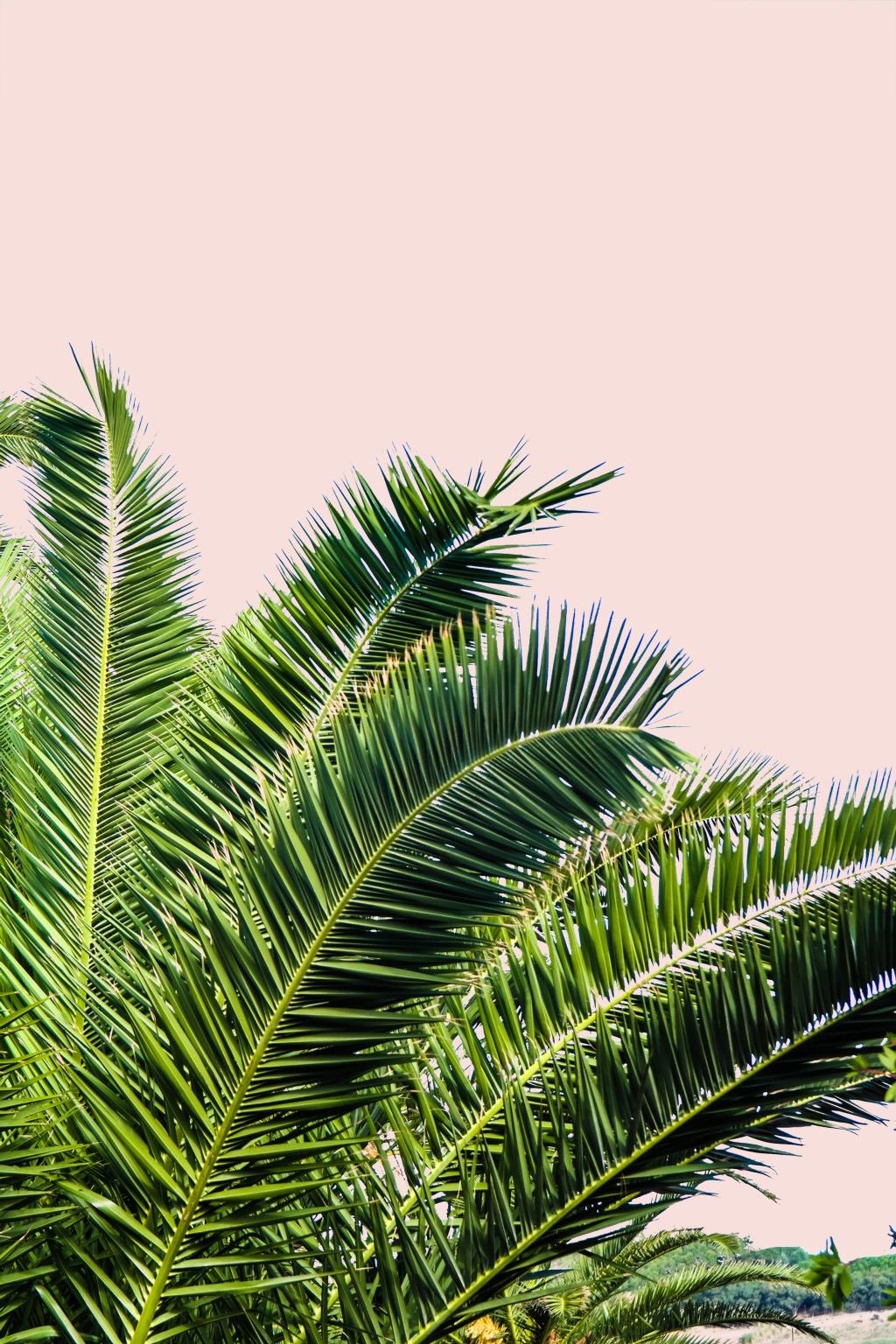 Tropical Leaves On Blush I By Acosta Giclee Canvas