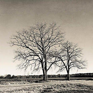 Early Spring Silhouette 2 By Jennifer Rigsby Giclee Canvas