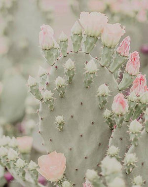 Blooms Abound Iii By Jennifer Rigsby Giclee Canvas