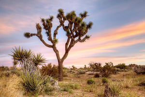 Joshua Tree Sunrise By Danita Delimont Giclee Canvas