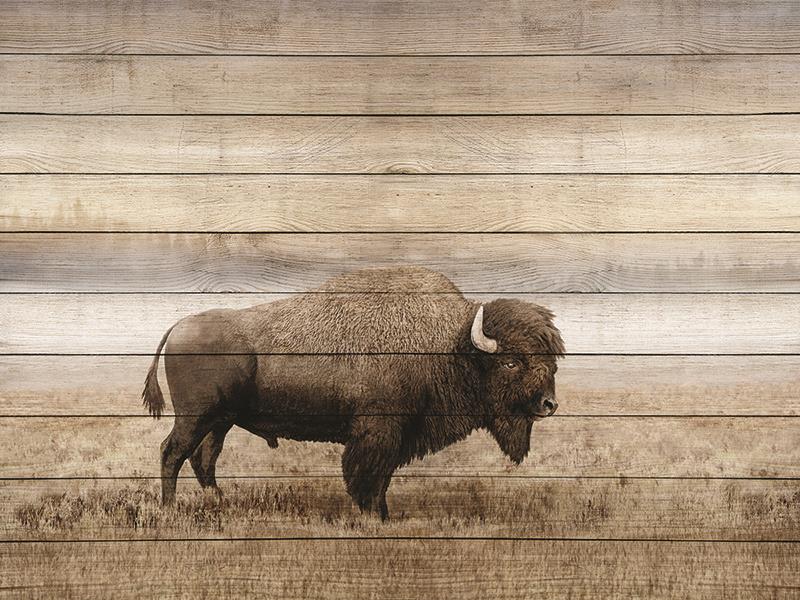 Rustic Bison By Amber Sterling Giclee Canvas