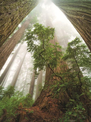 Cathedral Of Nature By Martin Podt Photography Giclee Canvas