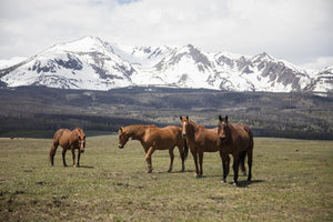 Horse Perspective By Piddix Giclee Canvas