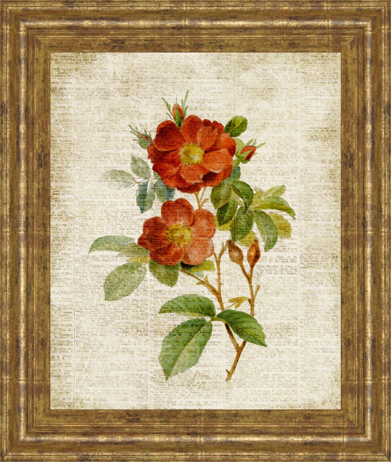 Roses On Newsprint Ii By Lanie Loreth 22X26 Framed Print