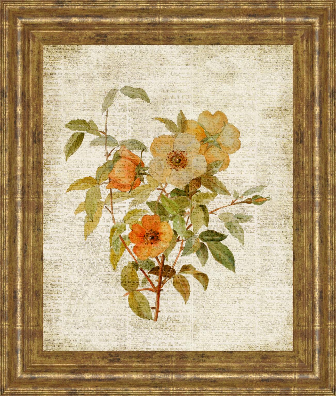 Roses On Newsprint I By Lanie Loreth 22X26 Framed Print