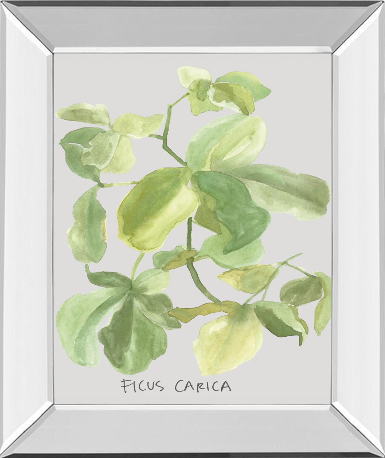 Mirrored Frame Ficus Carica By Katrien Soeffers 22X26 Mirror Frame Print