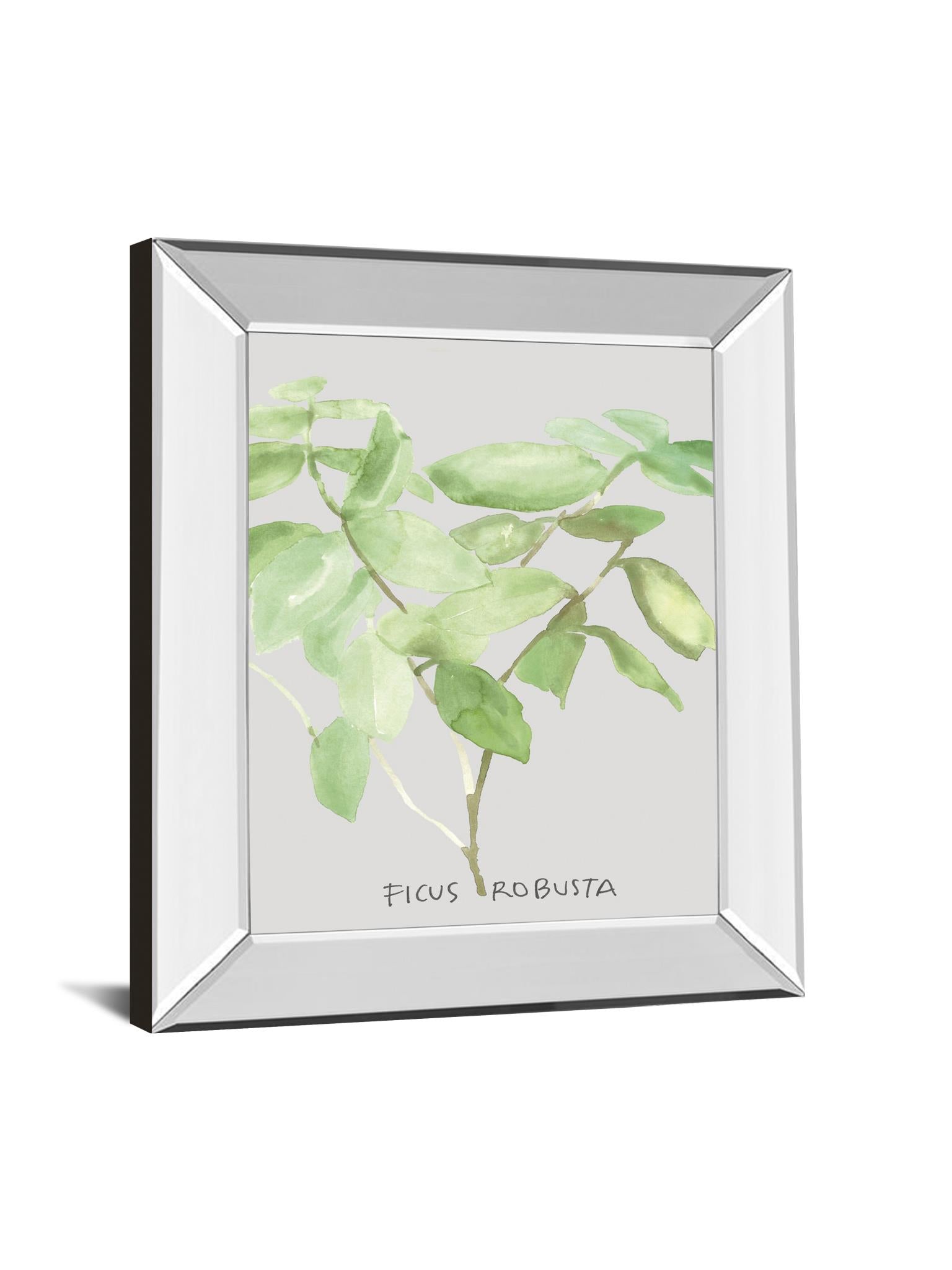 Mirrored Frame Ficus Robusta By Katrien Soeffers 22X26 Mirror Frame Print