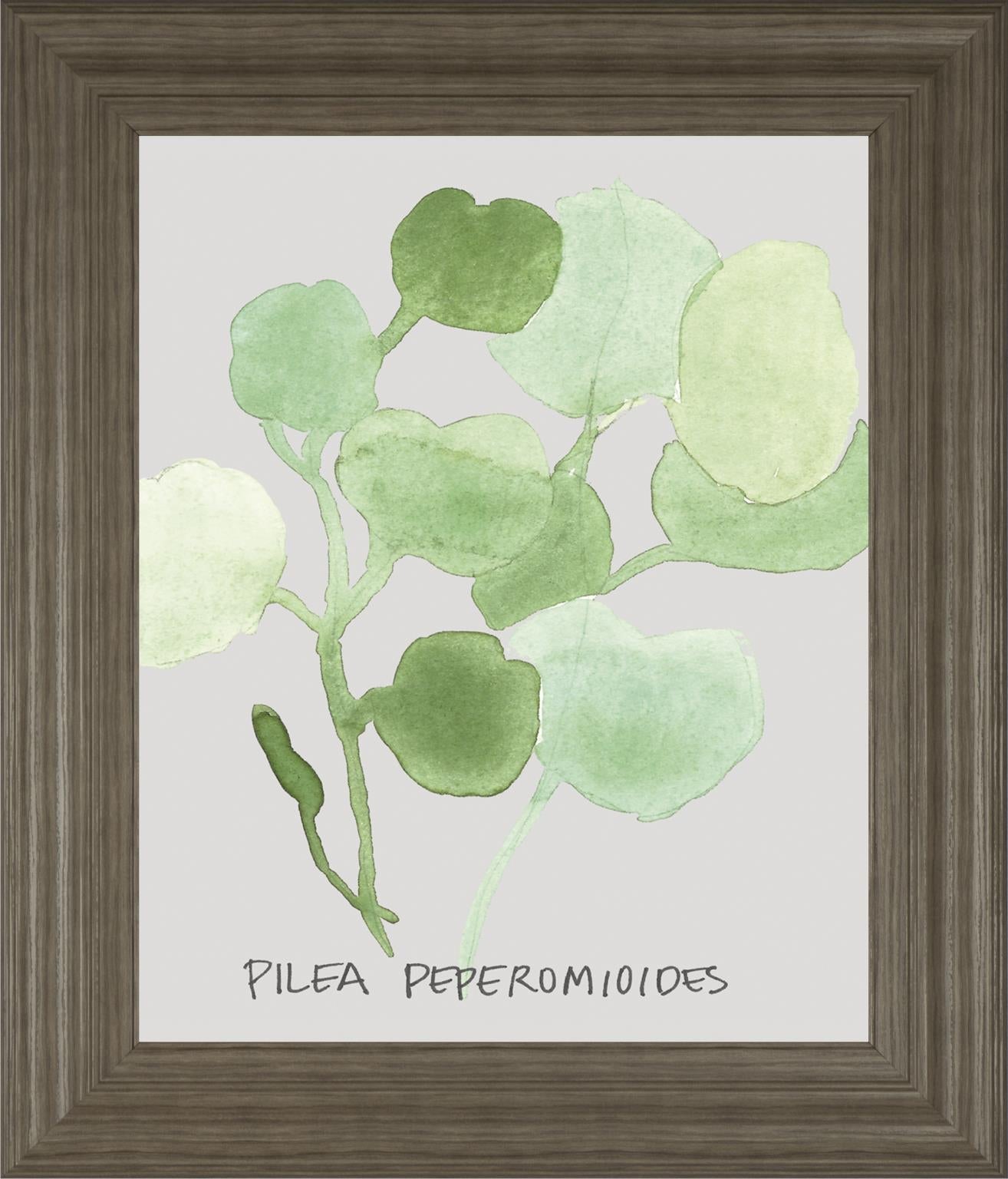Pilea Peperomioides By Katrien Soeffers 22X26 Framed Print