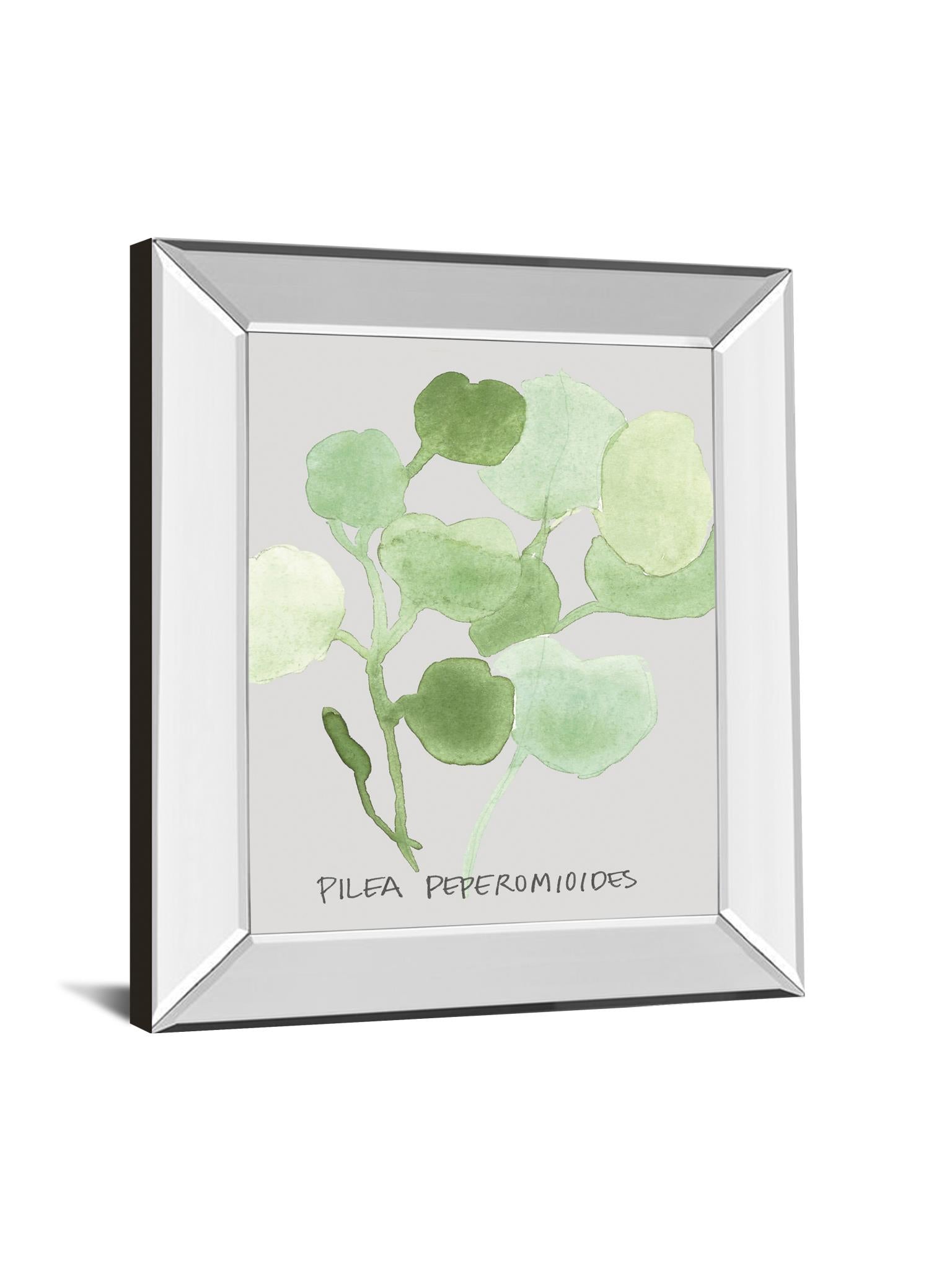 Mirrored Frame Pilea Peperomioides By Katrien Soeffers 22X26 Mirror Frame Print