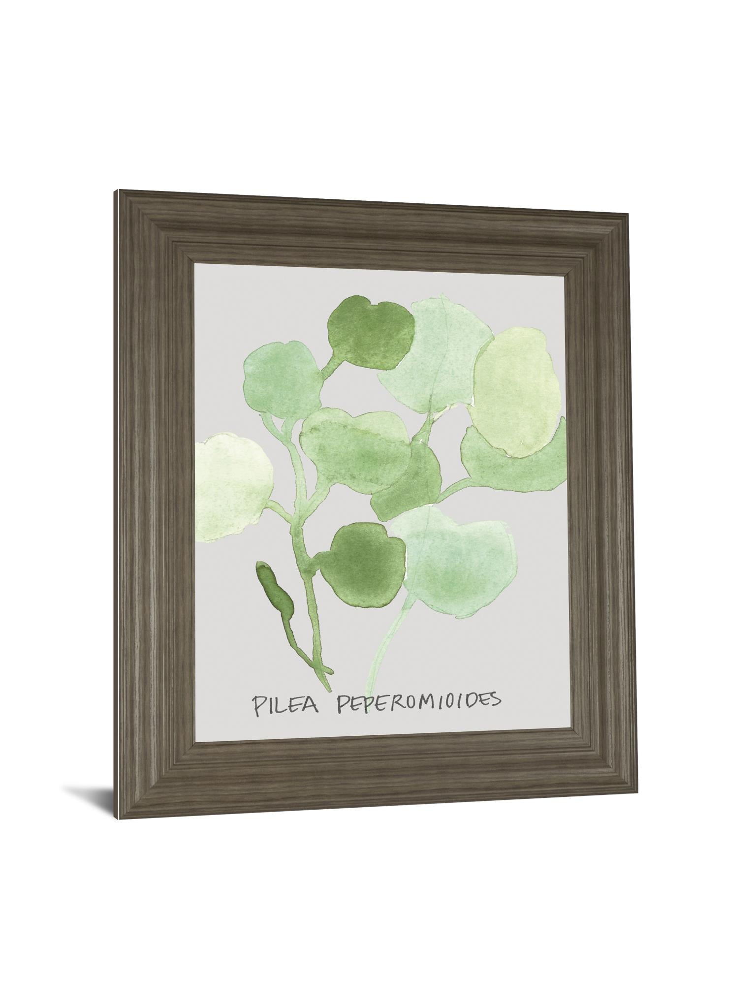 Pilea Peperomioides By Katrien Soeffers 22X26 Framed Print