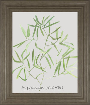 Asparogus Falcatus By Katrien Soeffers 22X26 Framed Print