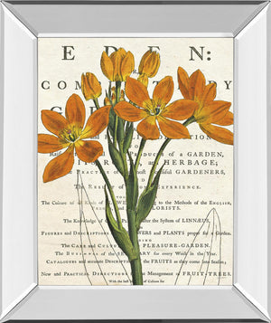 Mirrored Frame Eurphoria Botany By Sue Schlabach 22X26 Mirror Frame Print