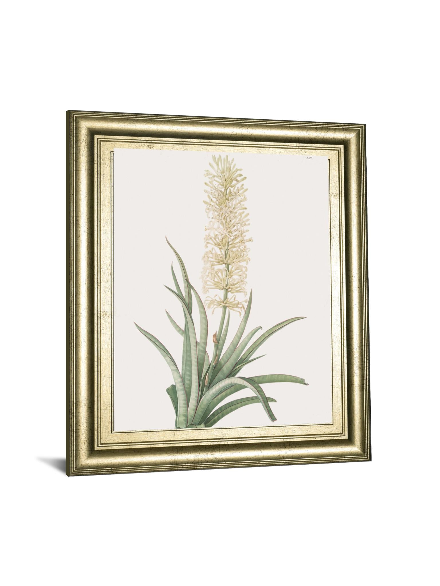 Sansevieria Zeylancia By Pierre Joseph Redoute 22X26 Framed Print
