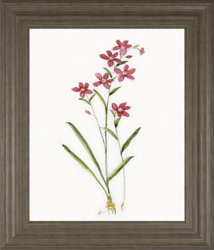 Delicate Pink I By Sally Swatland 22X26 Framed Print