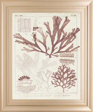 Antique Coral Seaweed Iv By Vision Studio 22X26 Framed Print