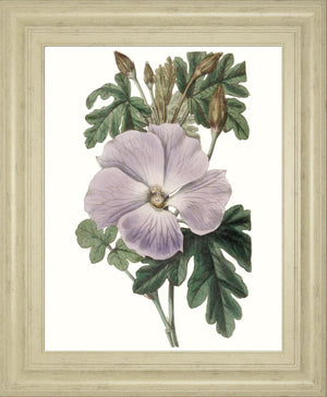 Lavender Beauties I By Edwards 22X26 Framed Print