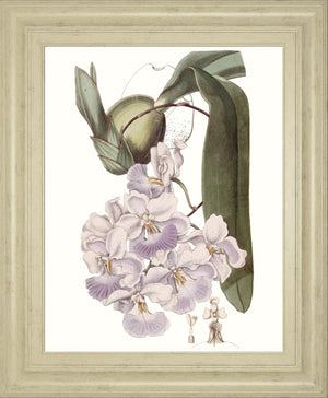 Lavender Beauties V By Edwards 22X26 Framed Print