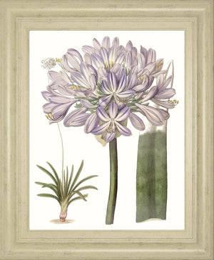 Lavender Beauties Vi By Edwards 22X26 Framed Print
