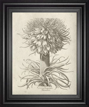 Fresco Crown Imperial I By Vision Studio 22X26 Framed Print