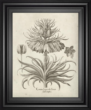 Fresco Crown Imperial Iii By Vision Studio 22X26 Framed Print