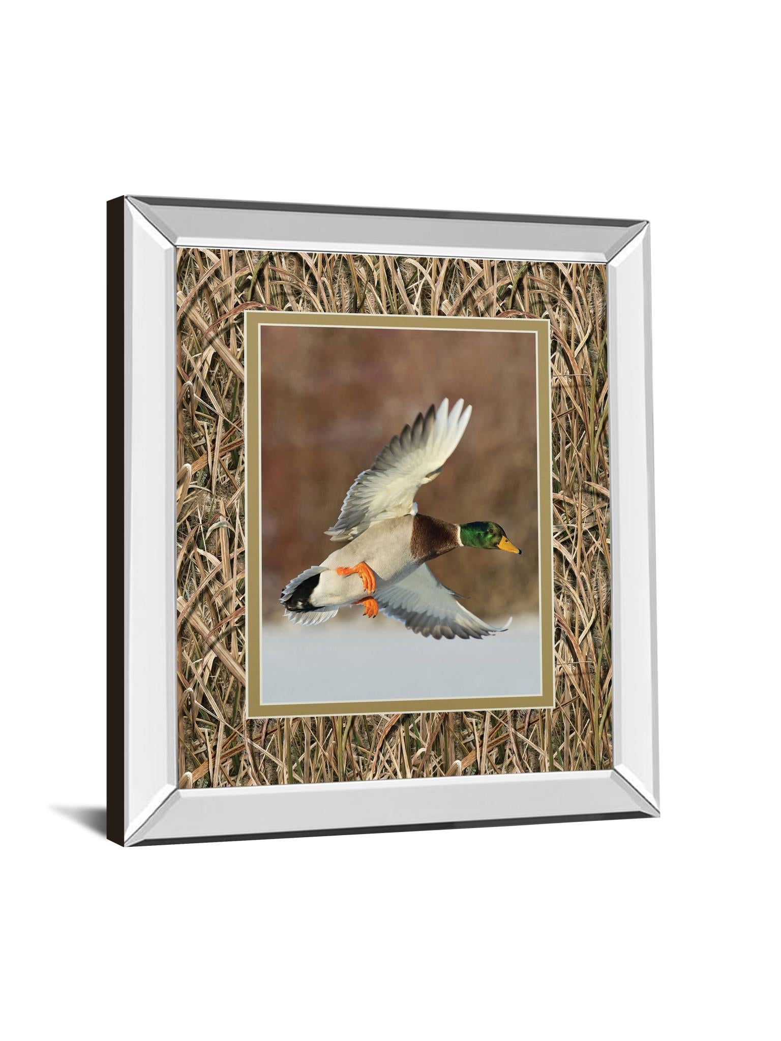 Mirrored Frame Flying Mallard By Steve Oehlenschlager ***Monl*** 34X40 Mirror Frame Print