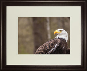 Majestic Eagle By Garytog 34X40 Framed Print