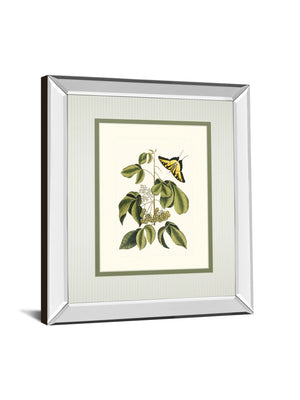 Papilio Antilochus By Marc Catesby 34X40 Mirror Frame Print