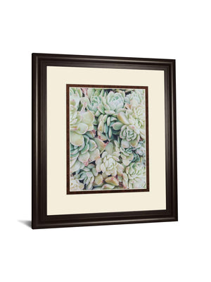 Translucent Succulents By Chelsea Kedron 34X40 Framed Print