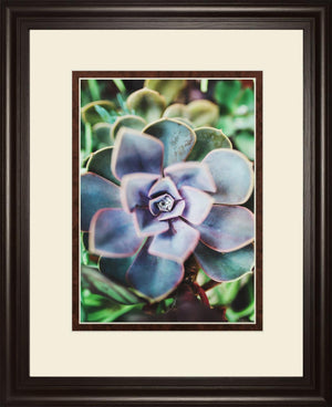 Succulence Beauty By Chelsea Kedron 34X40 Framed Print