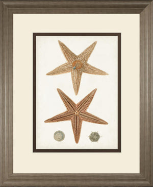 Coastal Curiosity I By Unknown 34X40 Framed Print