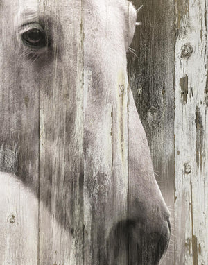 Contemplation By Carol Robinson (Framed) Giclee Canvas
