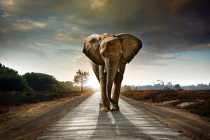 Marching Elephant (Framed) Giclee Canvas