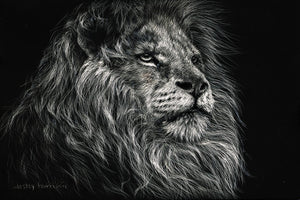 African Lion By Lesley Harrison (Framed) Giclee Canvas
