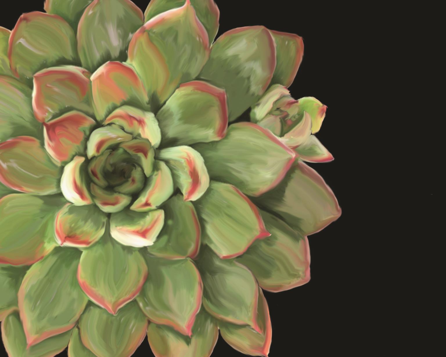 Succulent Elegans Ii By Jg Studios (Framed) Giclee Canvas