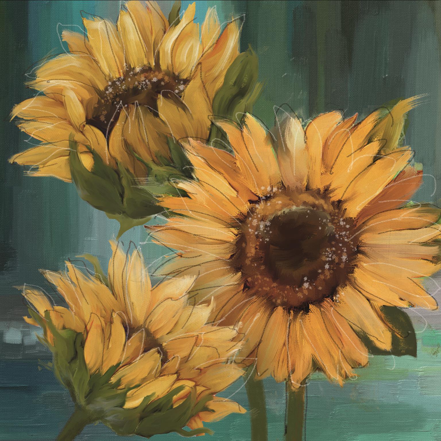 Sunflower I By Conrad Knutsen (Framed) Giclee Canvas