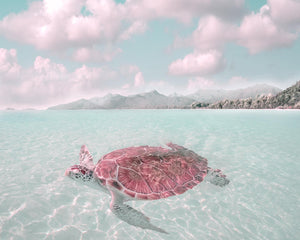 Sun Bathing By Mike Calascibetta (Framed) Giclee Canvas
