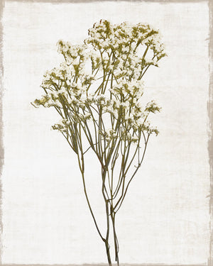 Farmhouse Pressed Flower Ii By Natalie Carpentieri (Framed) Giclee Canvas